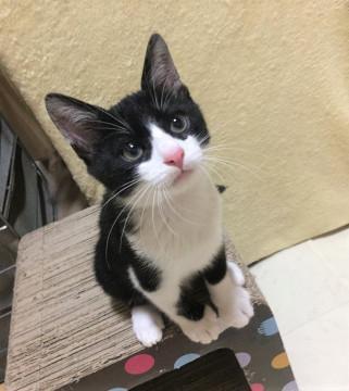 ハチワレ☆男の子（2.5ヶ月くらい）