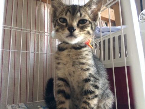 抱っこ大好き　甘えん坊三兄妹