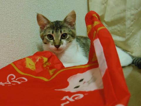 かわいい三兄妹の三毛にゃん