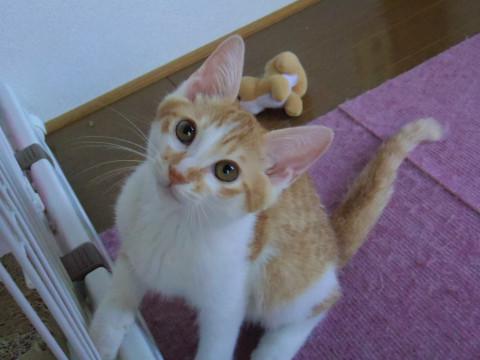 かわいい三兄妹の茶白にゃん
