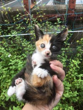 月曜までの緊急募集　道端にいた子猫兄弟
