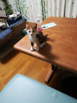 かわいい子猫です