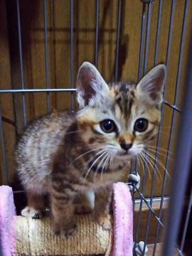 しっかりもののキジトラちゃん