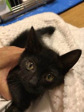甘えん坊の黒猫ちゃん
