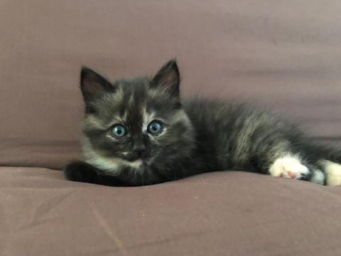 可愛いサビ長毛の女の子