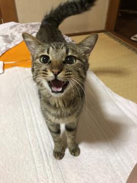 生後半年程度の人懐っこいキジトラ