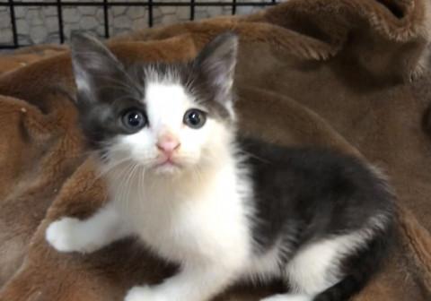 かわいい2カ月の子猫ちゃん