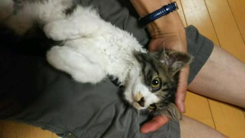 東名高速橋げたで保護された長毛子猫