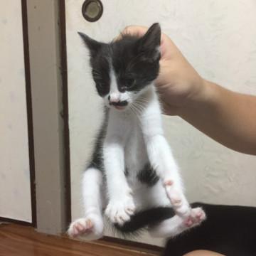 里親募集です。