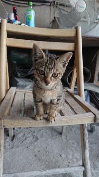 人懐っこいキジ柄仔猫ちゃん