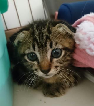 アメショー風縞柄の子猫