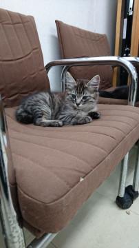 もふもふキジ柄の男の子