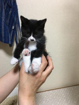 靴下を履いた猫♪