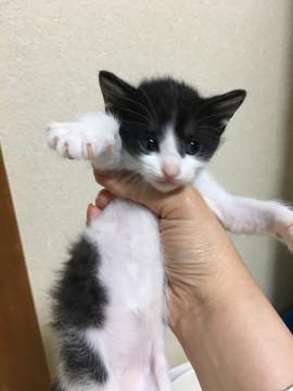 ハチワレの美人さん♪