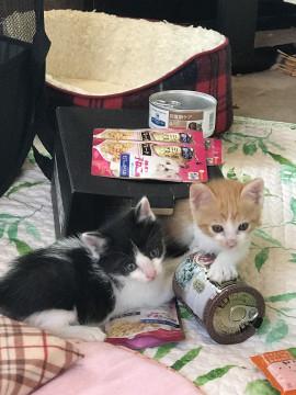１ヶ月と10日の子猫さん