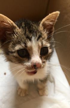 おめめ大きな子猫ちゃん