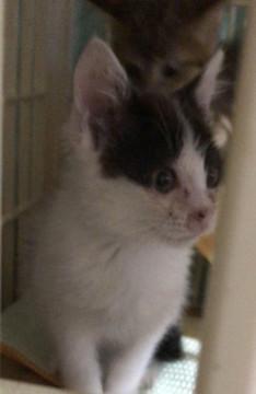 ハート！水玉！模様の女の子