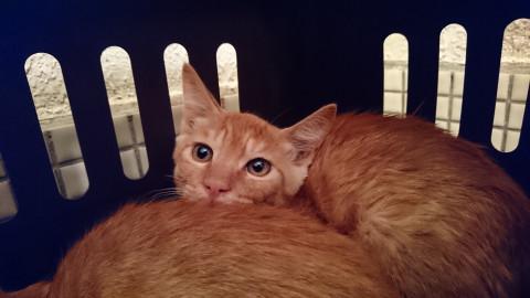 はちみつ色、双子のお兄ちゃん♪