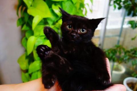 ★生後３か月の黒子猫♂キリアン君★