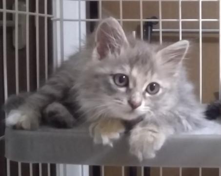 すごく臆病な長毛ねこちゃん