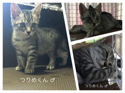 サバトラ美男子