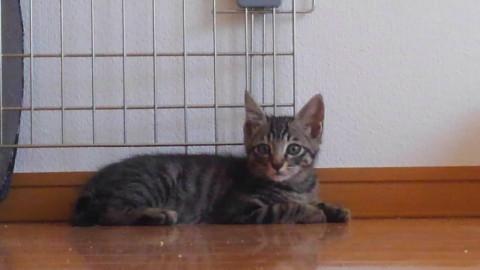 お目めパッチリ、キジトラくん