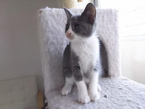 丸ころいグレー白の男の子