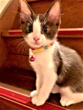 7/22ならまち譲渡会参加　ライくん