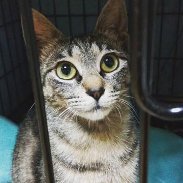 黒キジの藍ちゃん