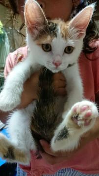 三毛猫