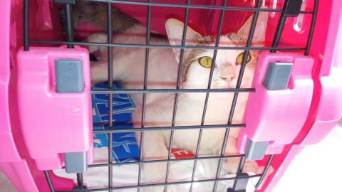 とても人懐こい子です