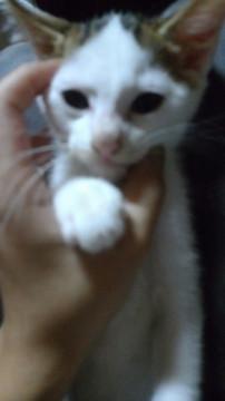ハチワレ？イケメン猫ちゃん