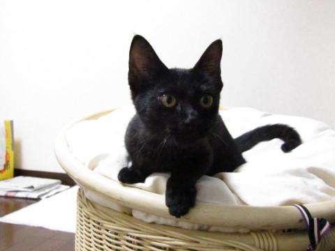 黒猫・人懐こくて甘えん坊な4ヶ月の女の子