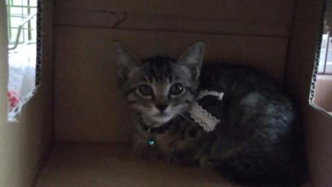 超～美猫姉妹二匹一緒希望です！