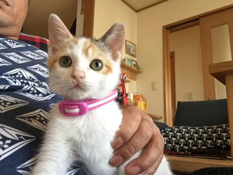 かわいい三毛猫ちゃん