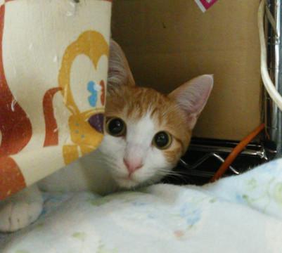 お守り猫♡ﾎﾟﾘﾀﾞｸﾃｲﾙ