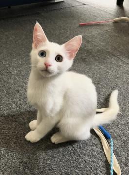 オッドアイのムースちゃん 3ヶ月半