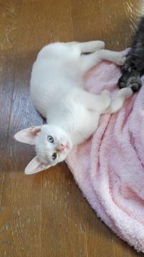 イケメンで活発！