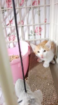 おしゃべりモナカ