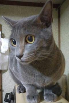 グレー一色の猫ちゃん