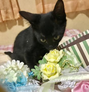 すてきな黒猫☆くろもくん