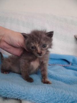 赤ちゃんパステルさび 離乳中