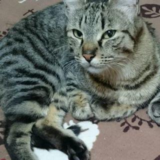 至急里親募集します！