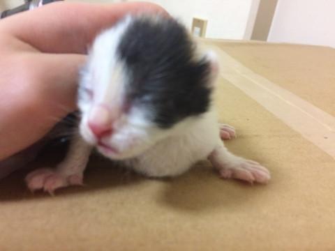 三毛猫の赤ちゃん