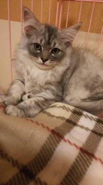 ぱちくりモフモフの女の子です