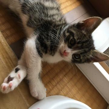 白地にトラ柄