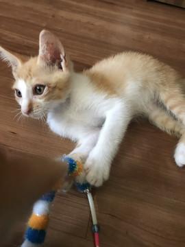 2カ月の子猫5匹います