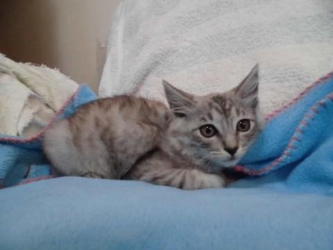 障害あり人懐こいさばとら