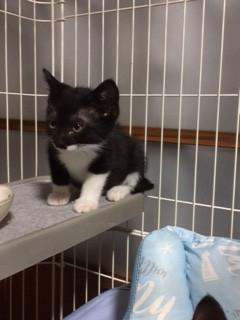 山梨県 命を繋いでください。 - 猫の里親募集 - ネコジルシ