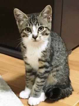 すみよし君　　３ヶ月くらいの男の子